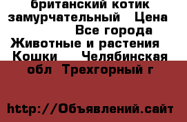 британский котик замурчательный › Цена ­ 12 000 - Все города Животные и растения » Кошки   . Челябинская обл.,Трехгорный г.